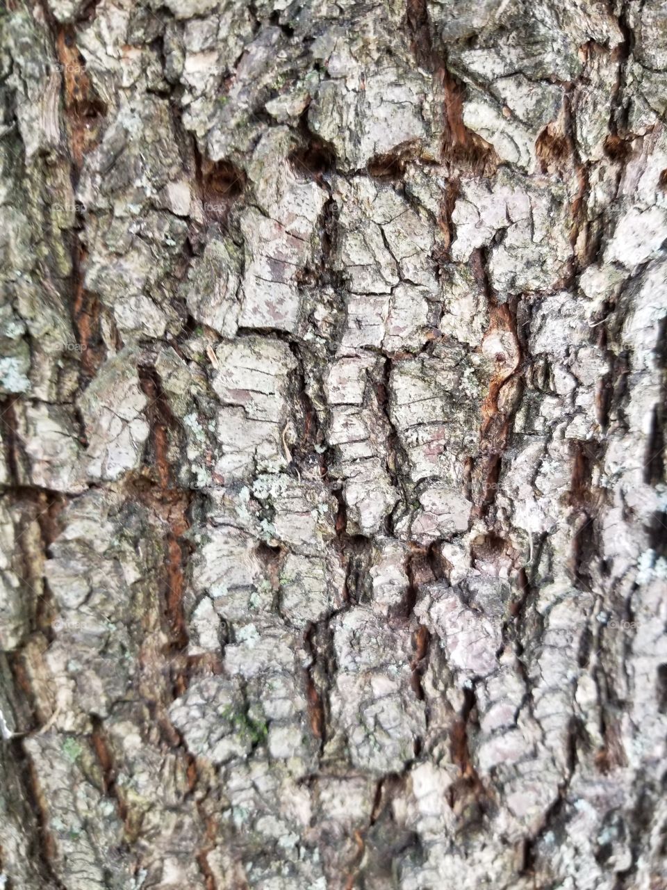 macro of tree bark