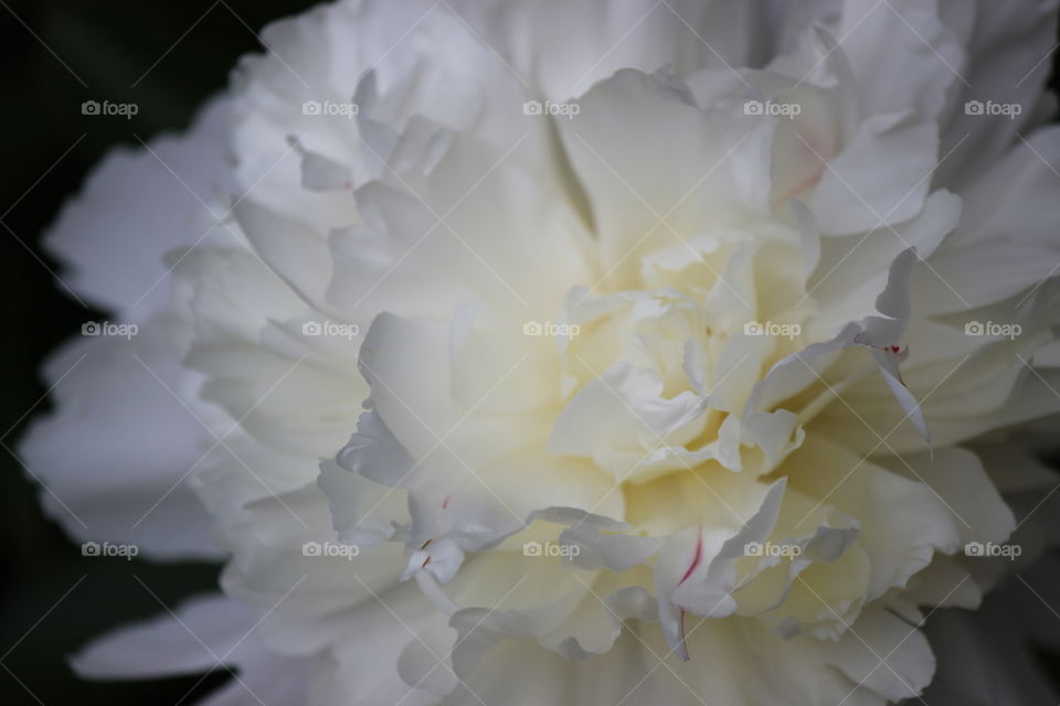 close up of delicate, white,  peony petals