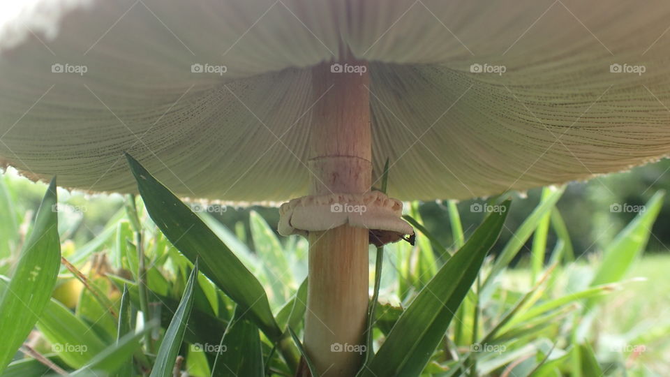 Closeup underneath mushroom growing on the grass