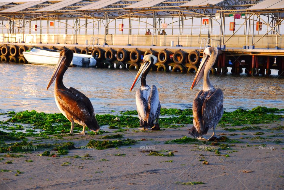 Pelicans