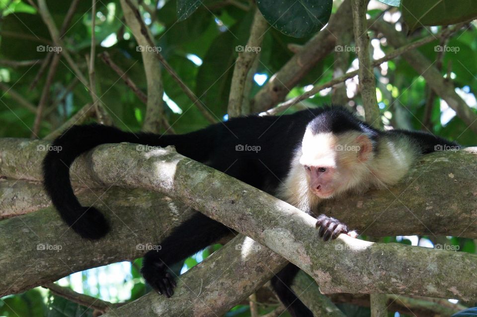 Monkey resting