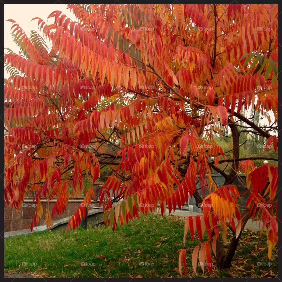 Vivid fall in Kiev