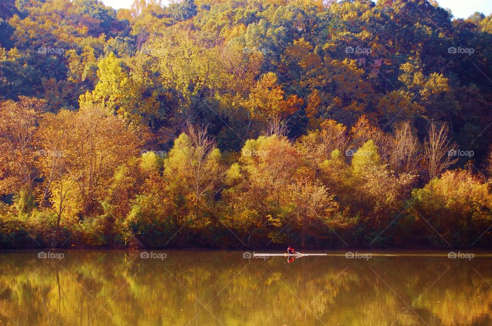 Fall in the forest