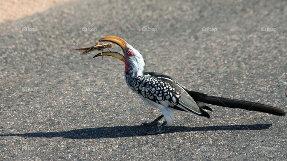 A hornbill eating a locust in action. 