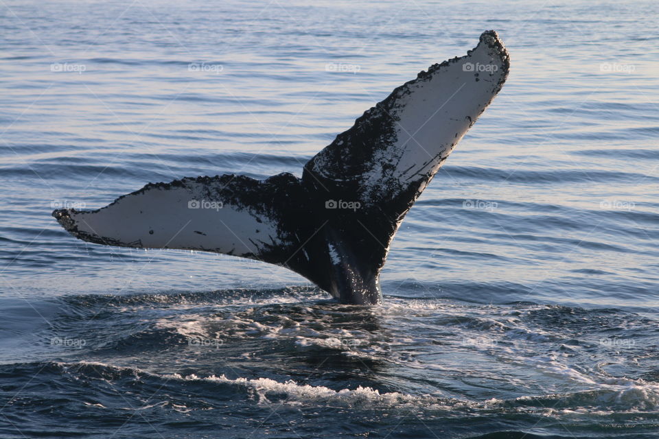 Whale watching on the cape