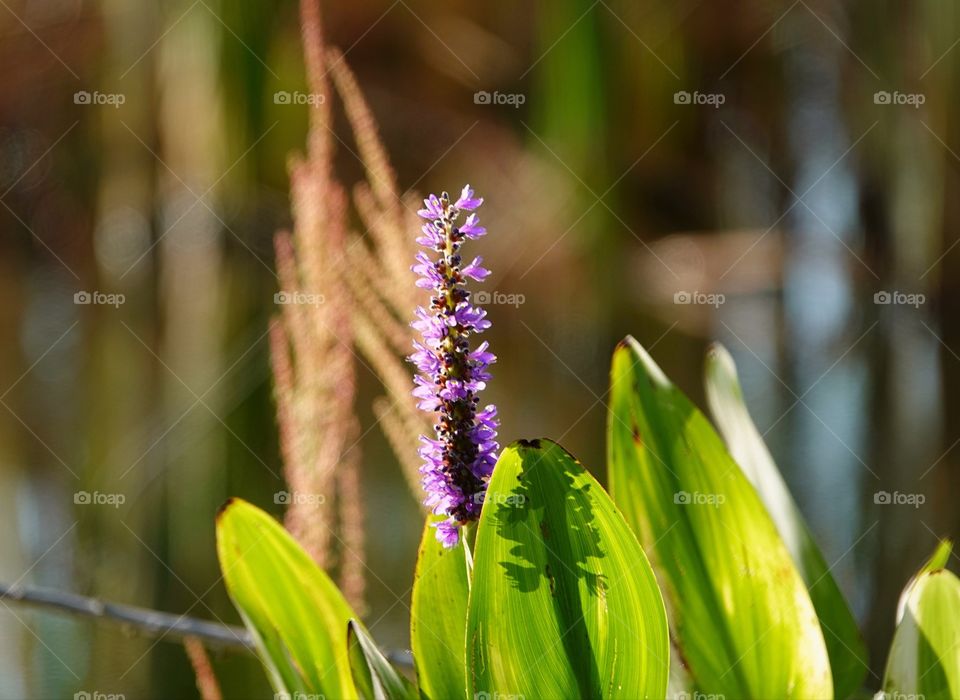 Aquatic flowing plant.