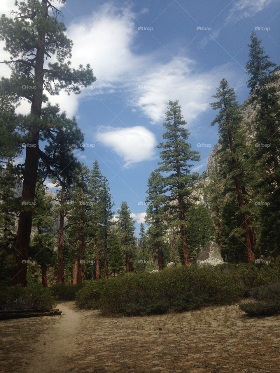 Grove of Trees. Grove of Trees, Sequoia National Park