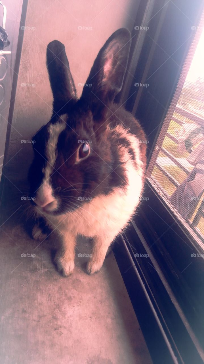 UP India Rabbit Chakia Chandauli Nice look black