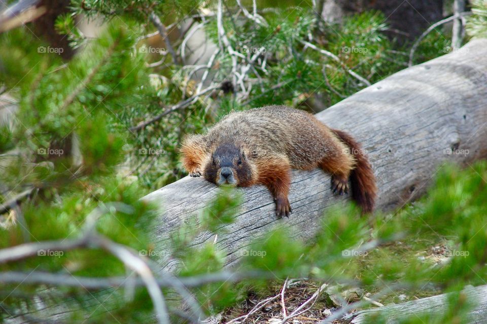 Resting Marmot
