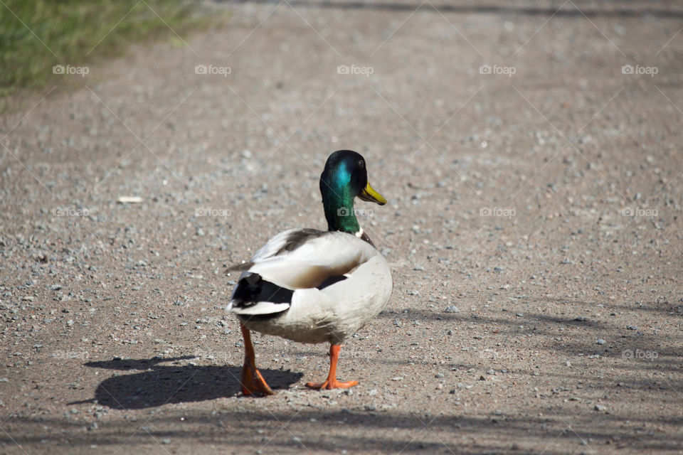Mallard duck walking away alone on the road - sunshine, shadow. 
Gräsand går iväg ensam på vägen  - sol, skuggbild 