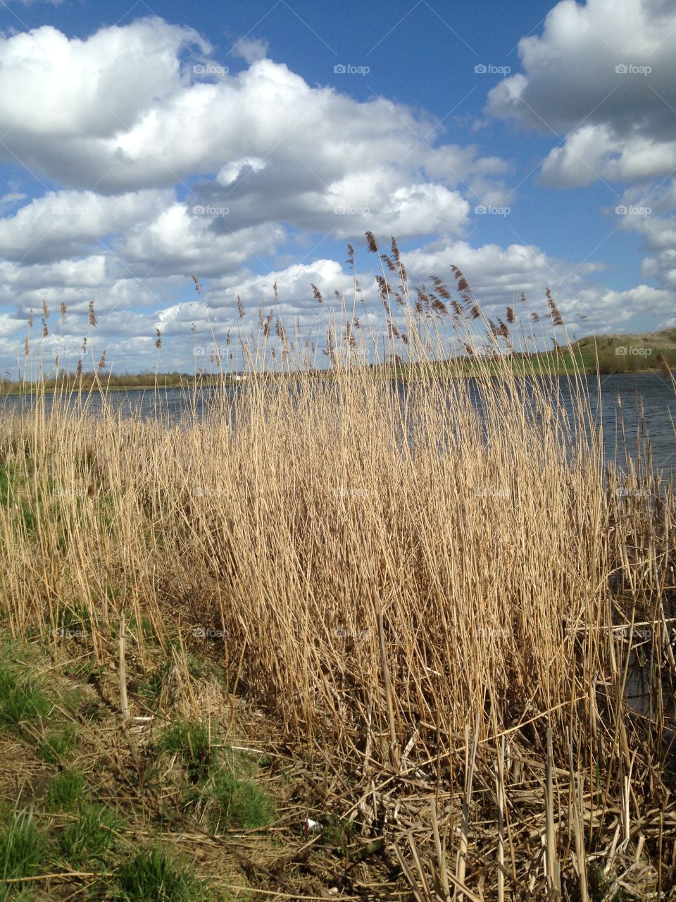 Reed bed. Long grasses by water on a sunny day spring time.