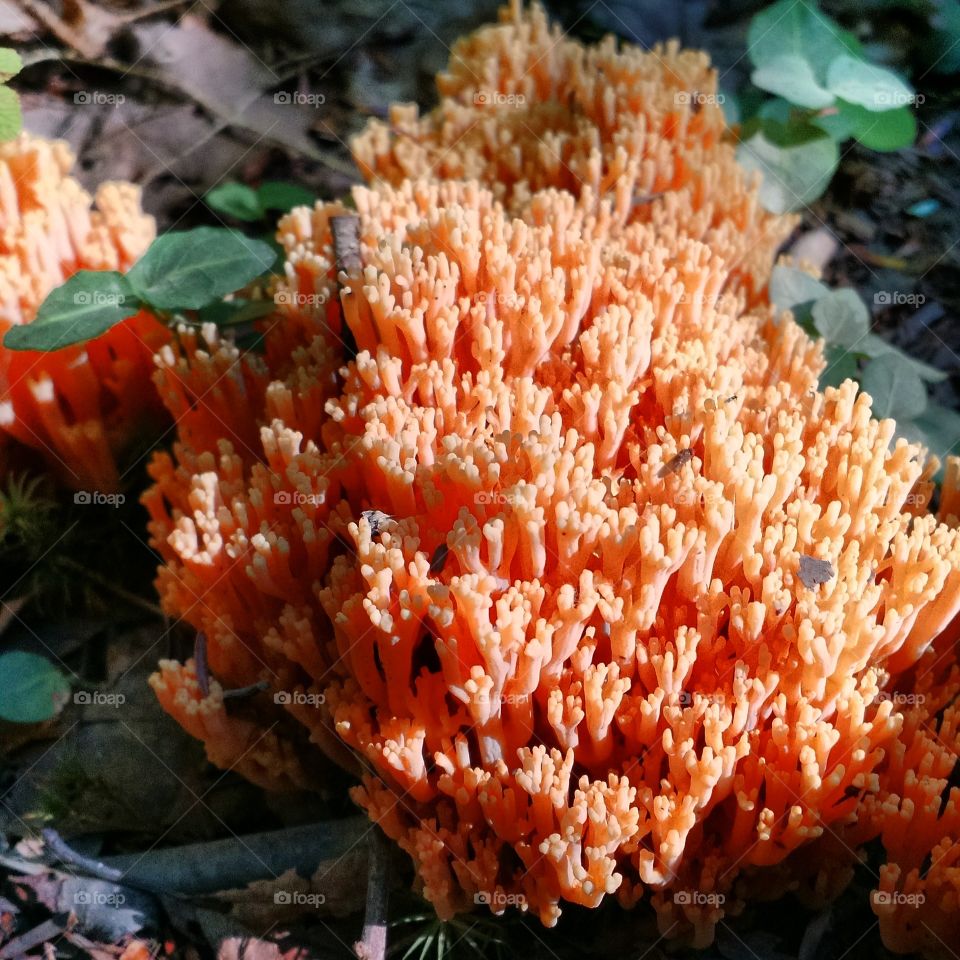 Orange Mushroom