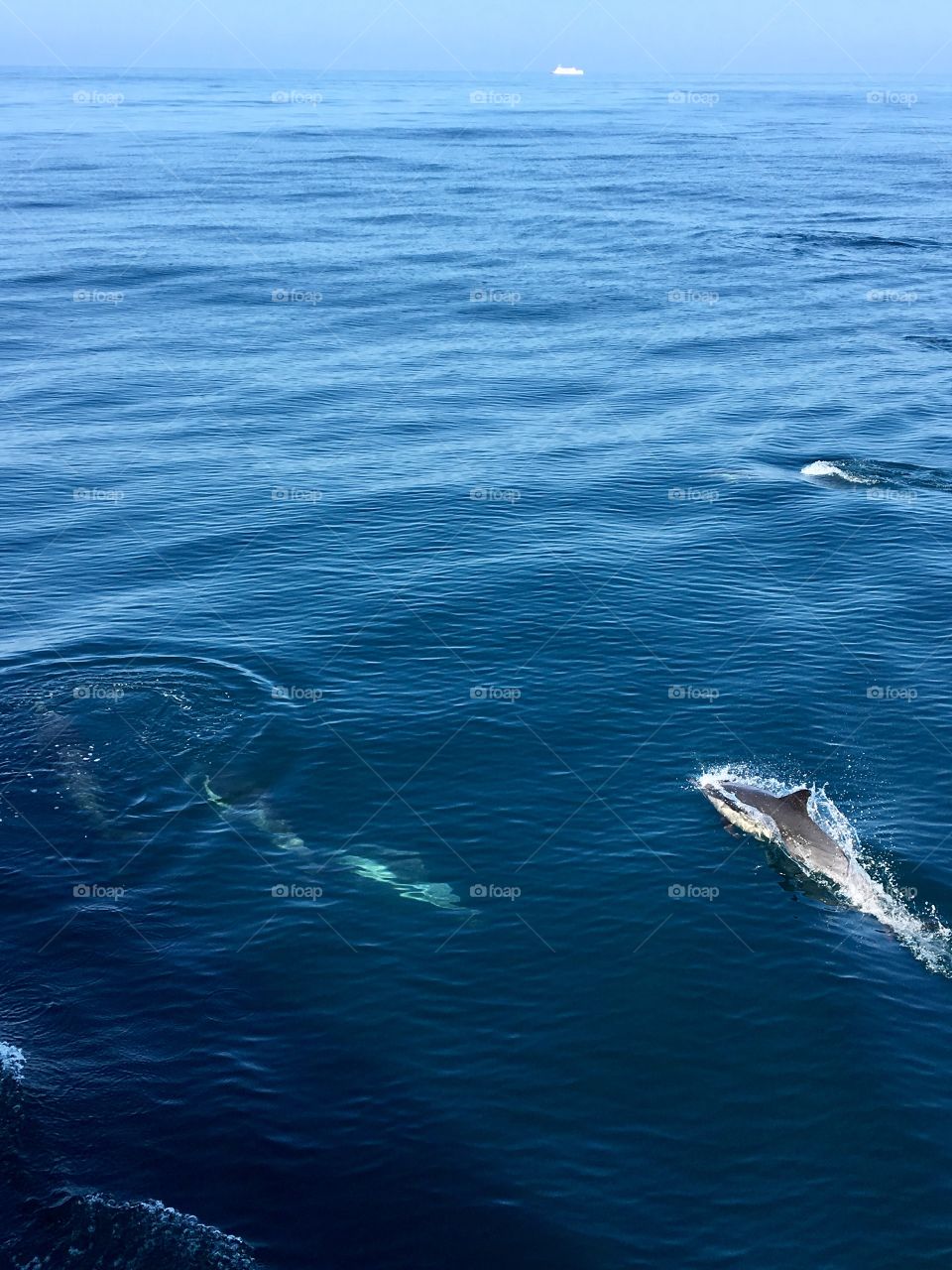 Dolphins seen from Catalina express