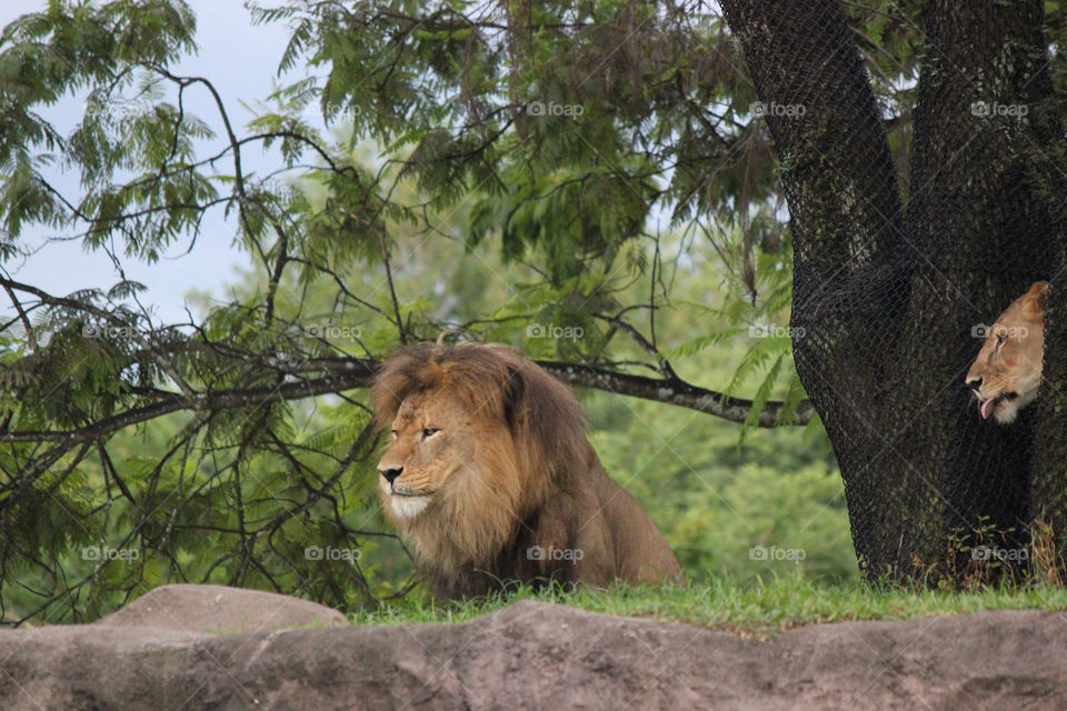 animal mammals lion africa by disneycjd