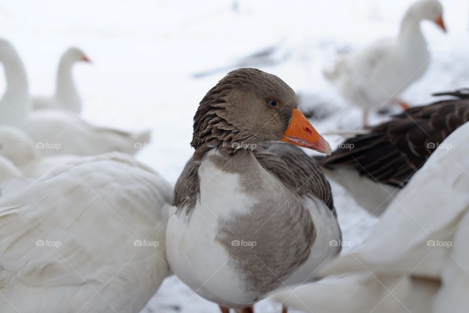 One goose with flock behind . Flock of geese