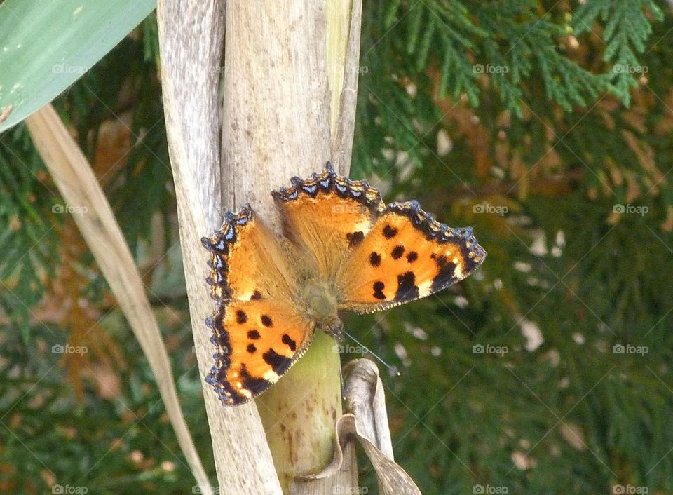Papillon Grande tortue
