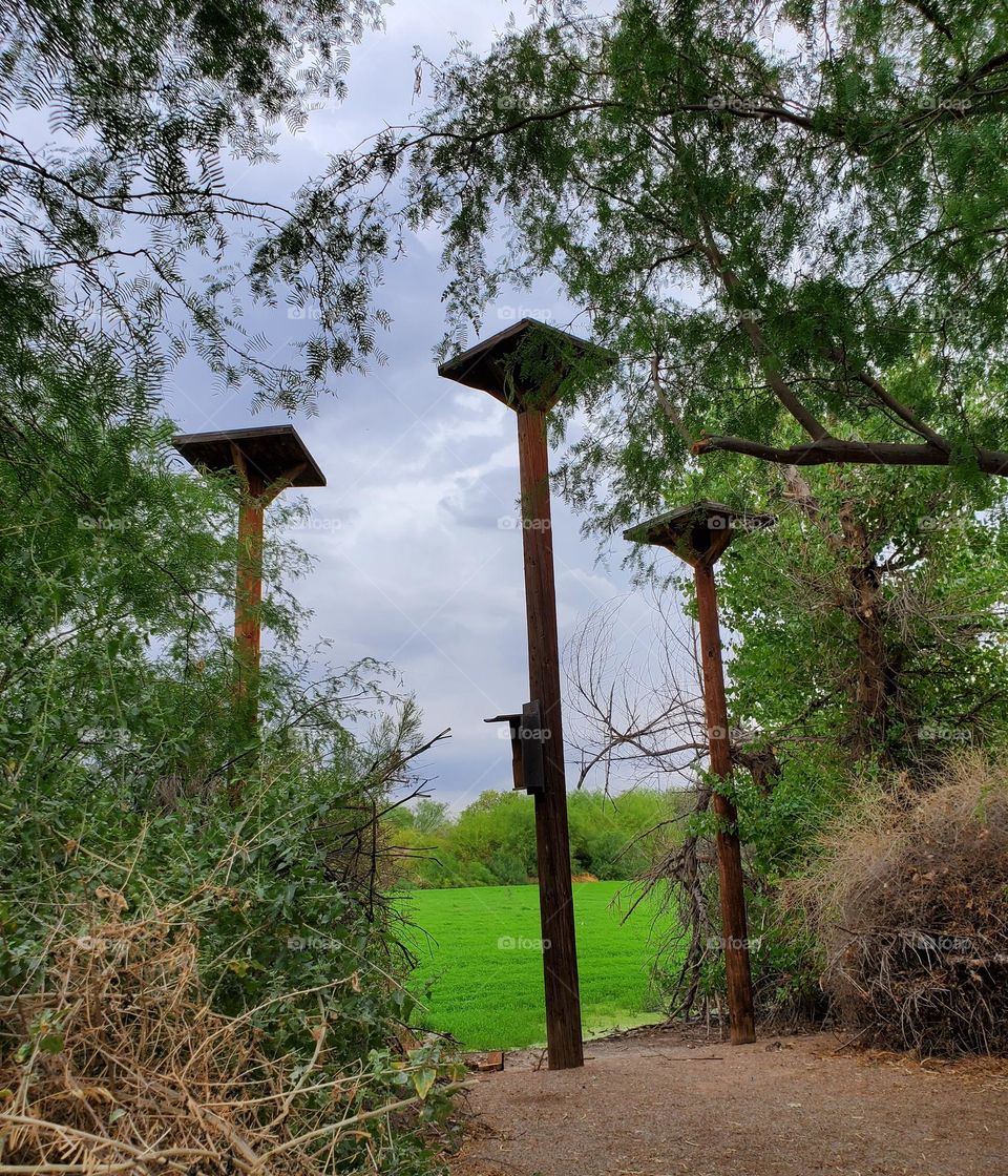 Bird Roosts in the Forest
