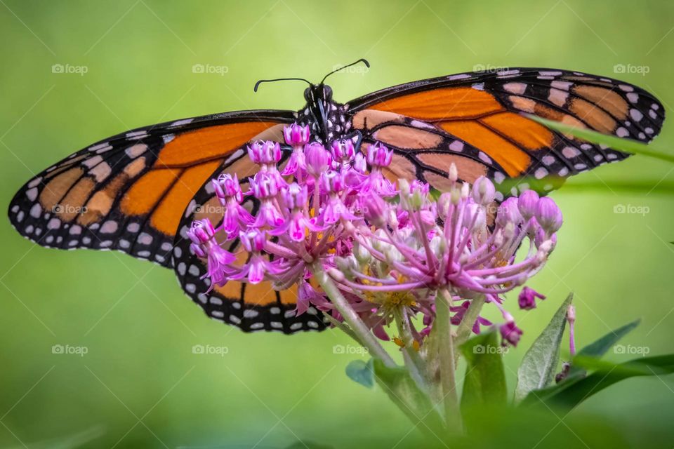 A Monarch butterfly (Danaus plexippus) nectaring on the pink blooms of Swamp Milkweed. 