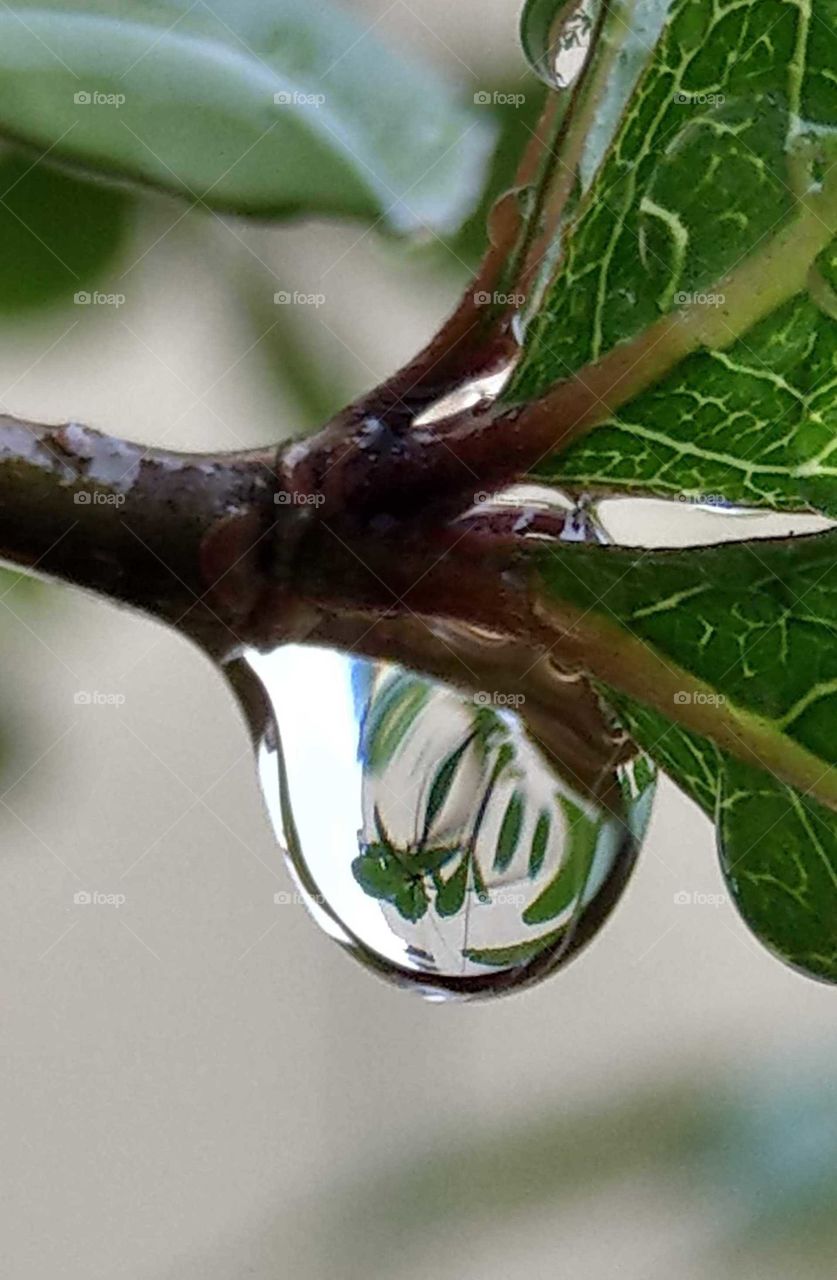 World in macro:a close-up raindrop has clear reflection.