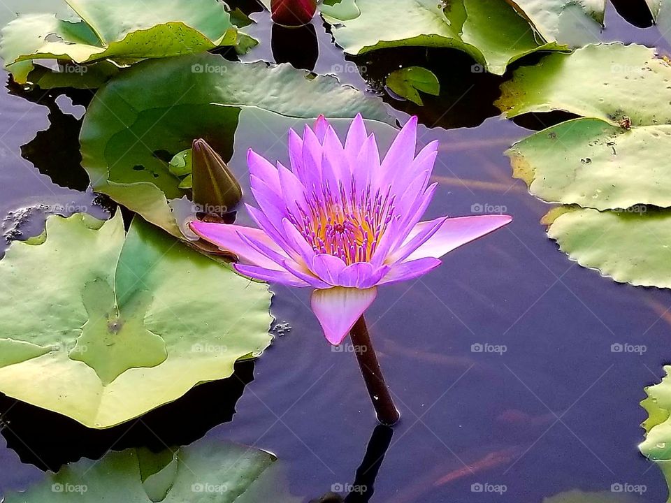 Lotus in Bloo