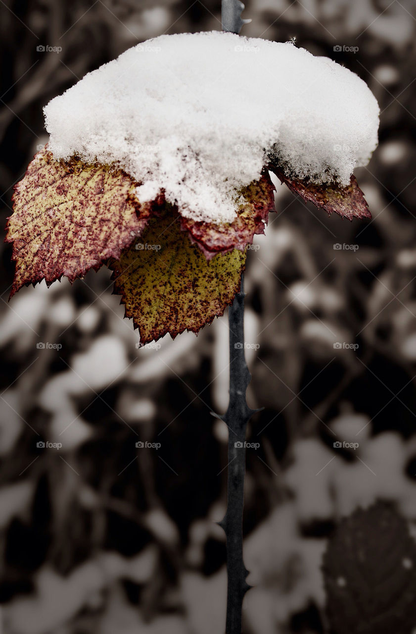 snow nature plant leaf by feerglas