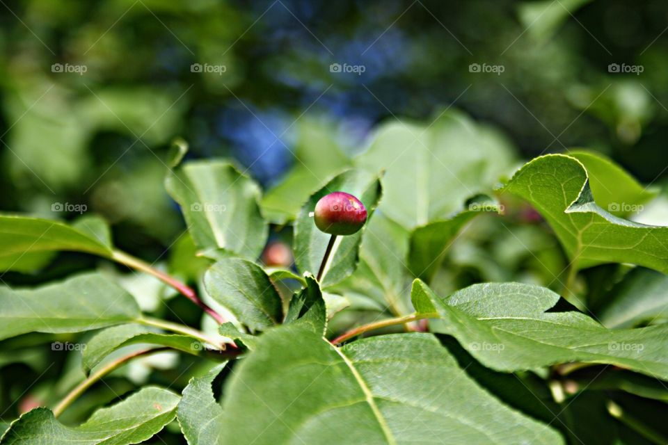 Berries