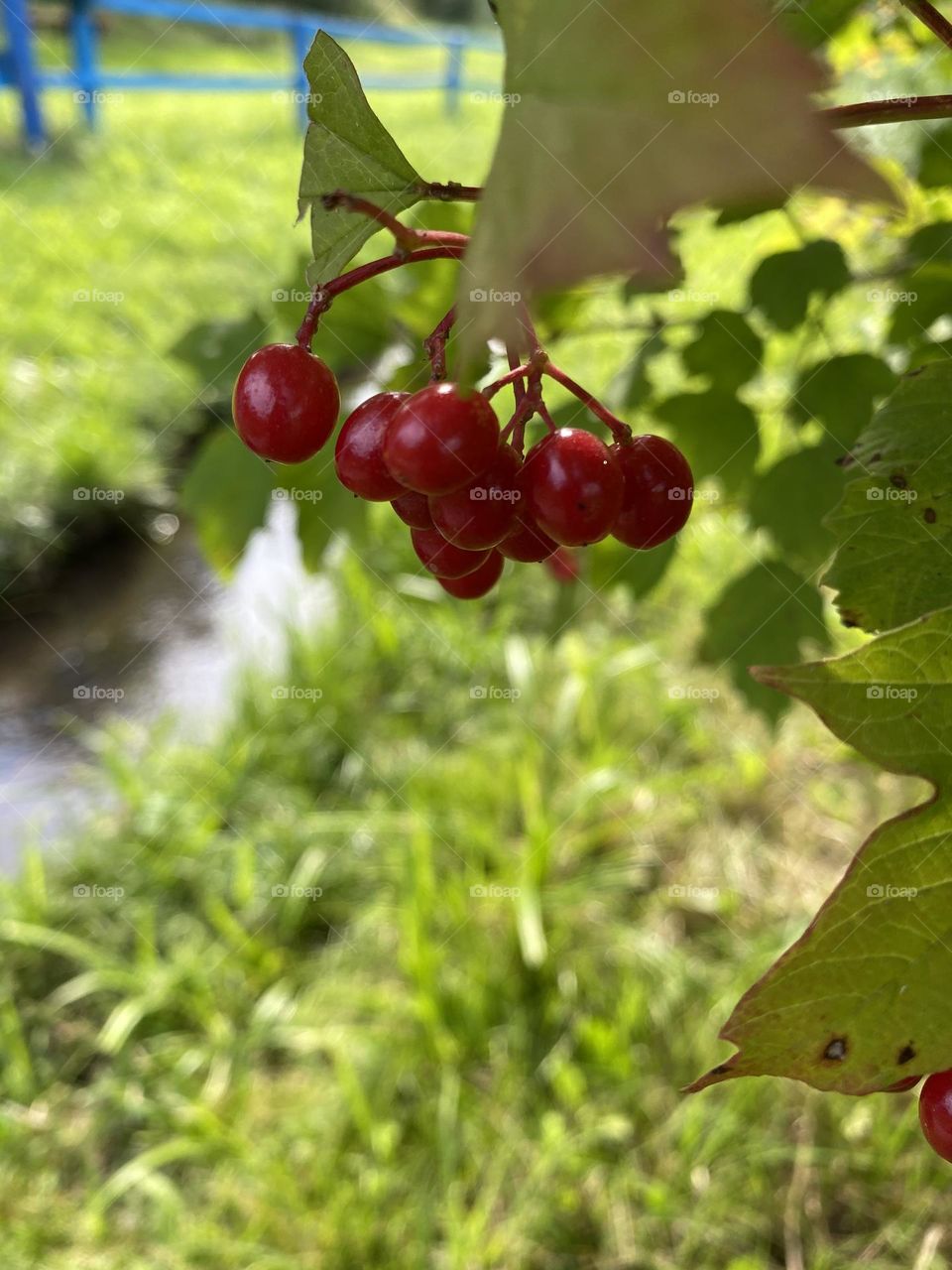 Viburnum next to creek 