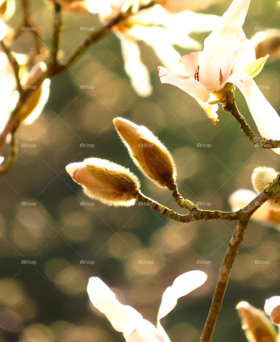 Spring bud