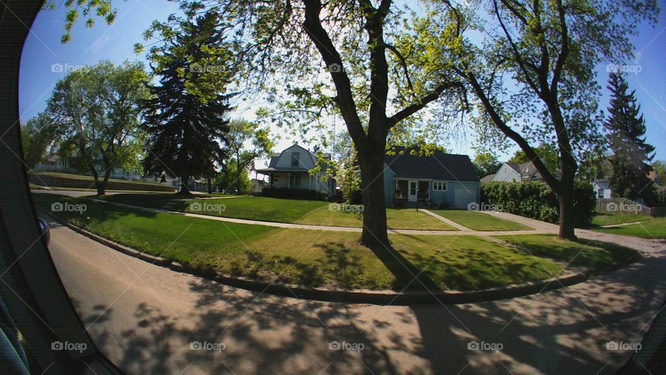 Tree, Road, No Person, House, Grass