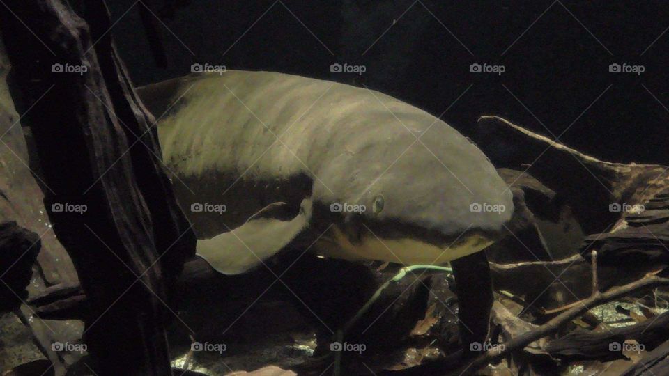 Australian Lungfish