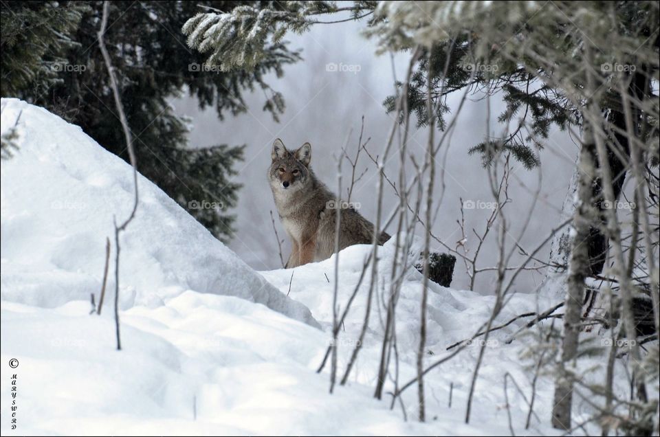 Winter coyote 