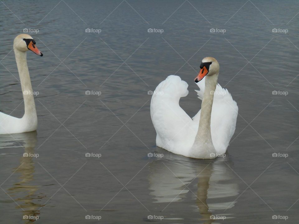 swan spring time