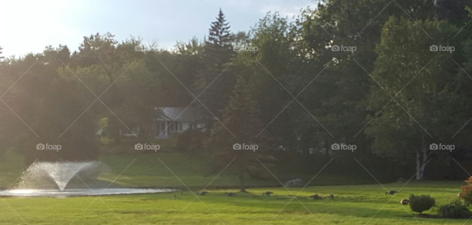 geese by water feature