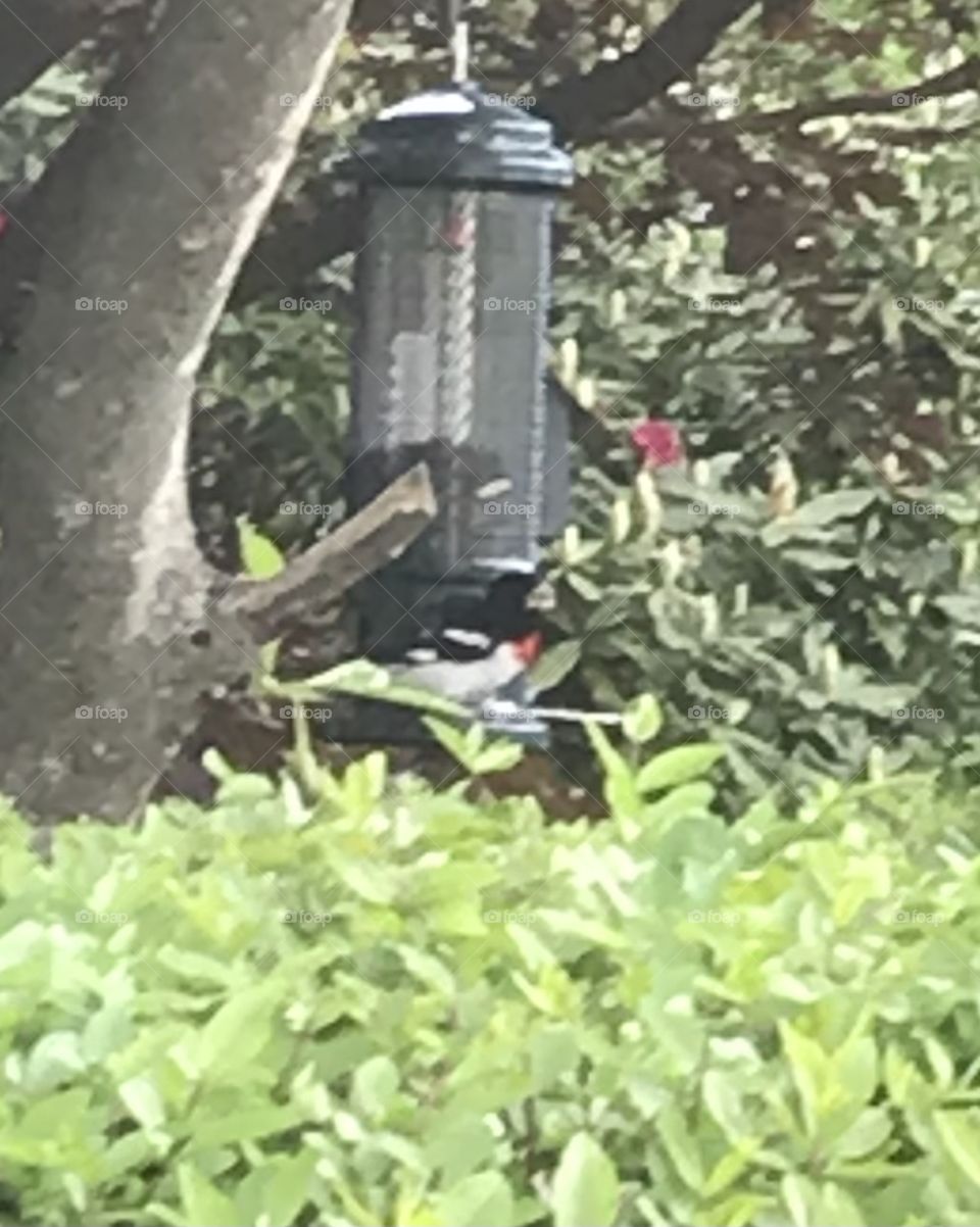 Rose-breasted Grosbeak