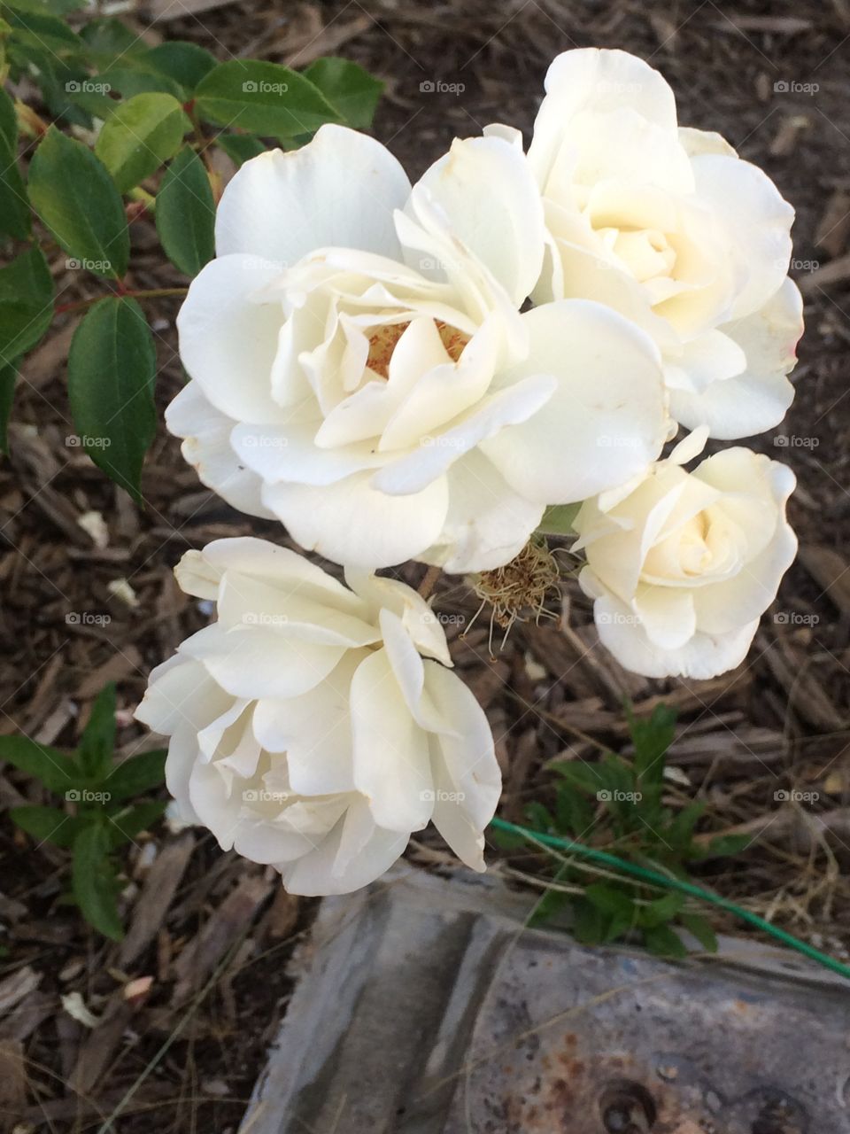 White roses for you 