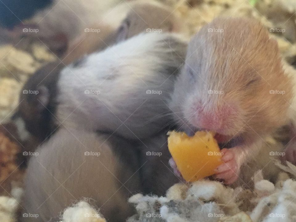 A baby hamster eating some cheese. 