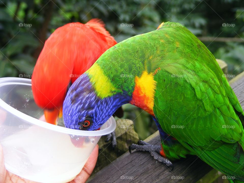 Rainbow Lorikeet
