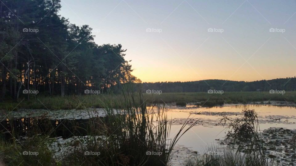 Massachusetts Forest