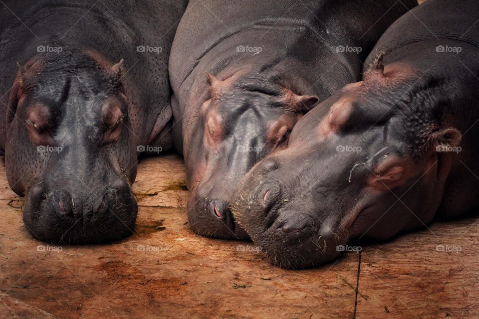 hippopotamus