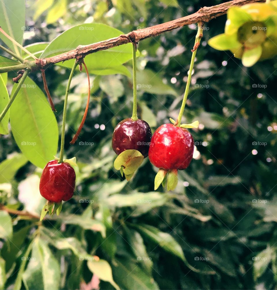 A diversão em nosso #pomar hoje foi: comer #cerejas no pé com a criançada!
🍒 
#frutas
#saúde
#VitaminaC
#caipirice!