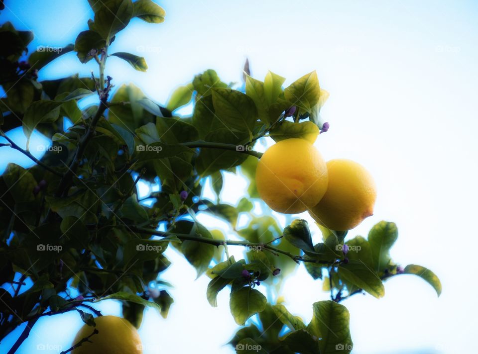 lemons