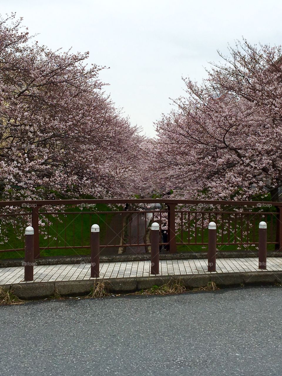 Cherry Blossom Bridge