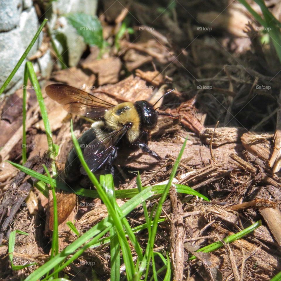 Bumblebee on wood hips