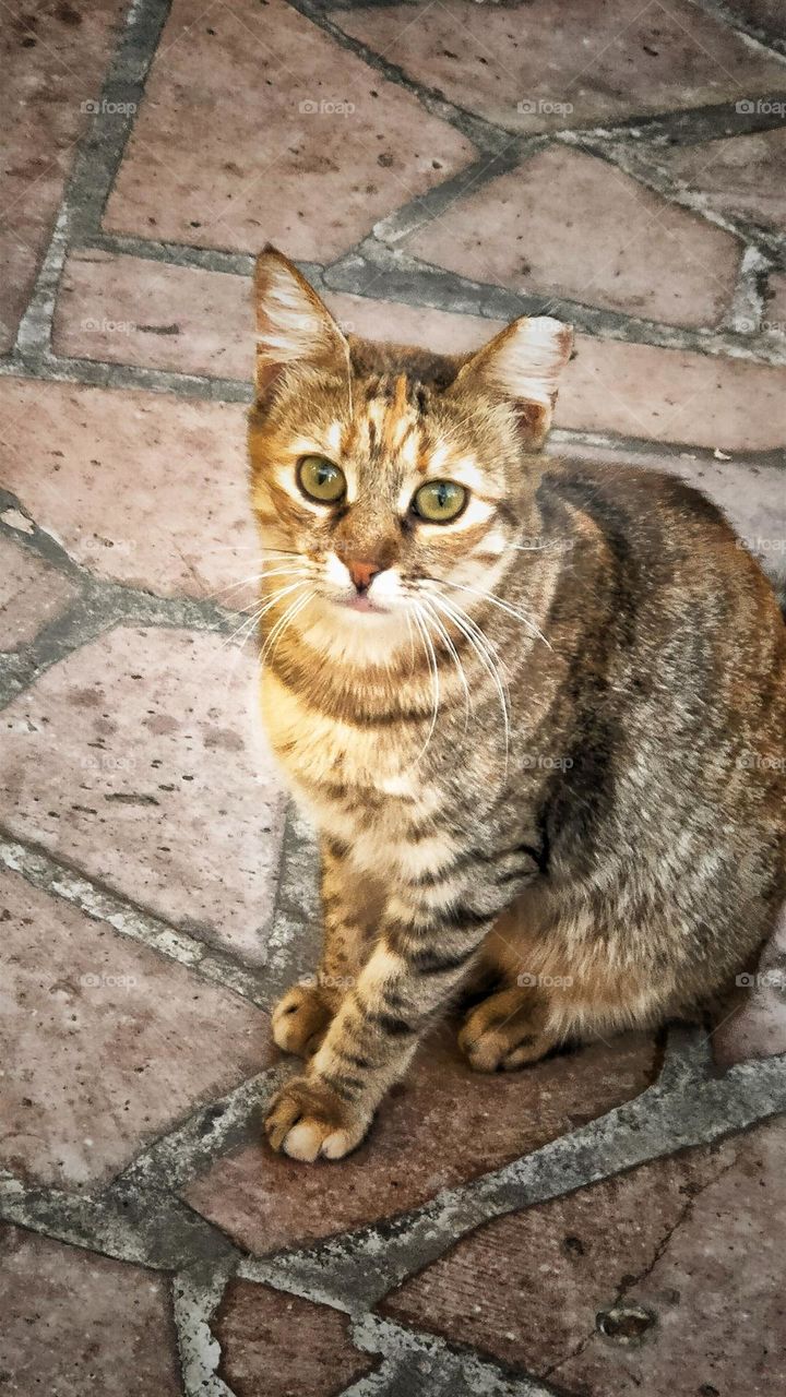 a lovely bright-eyed stray cat