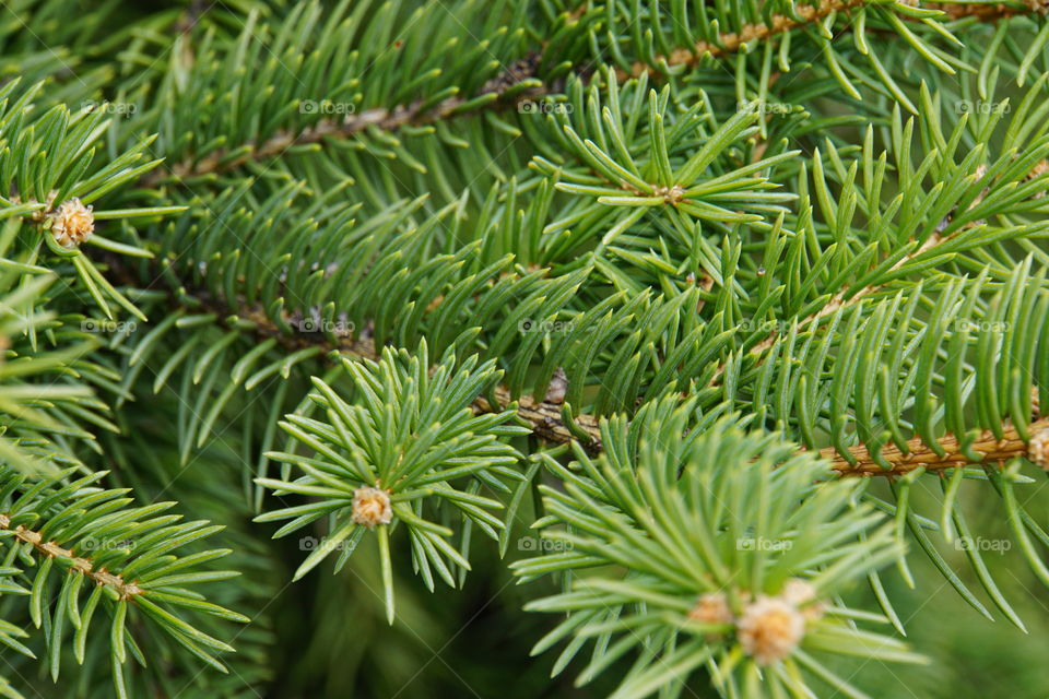 Macro photography of evergreen pine tree needles 