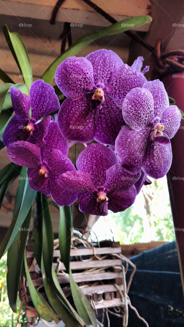 A orquídea Vanda com flores roxas/púrpuras.