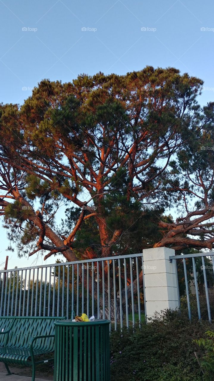 Blood tree
