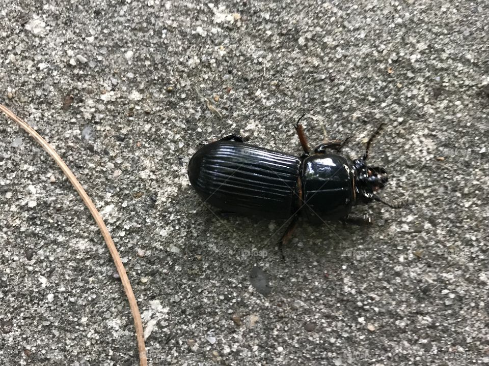 Beetle beware!