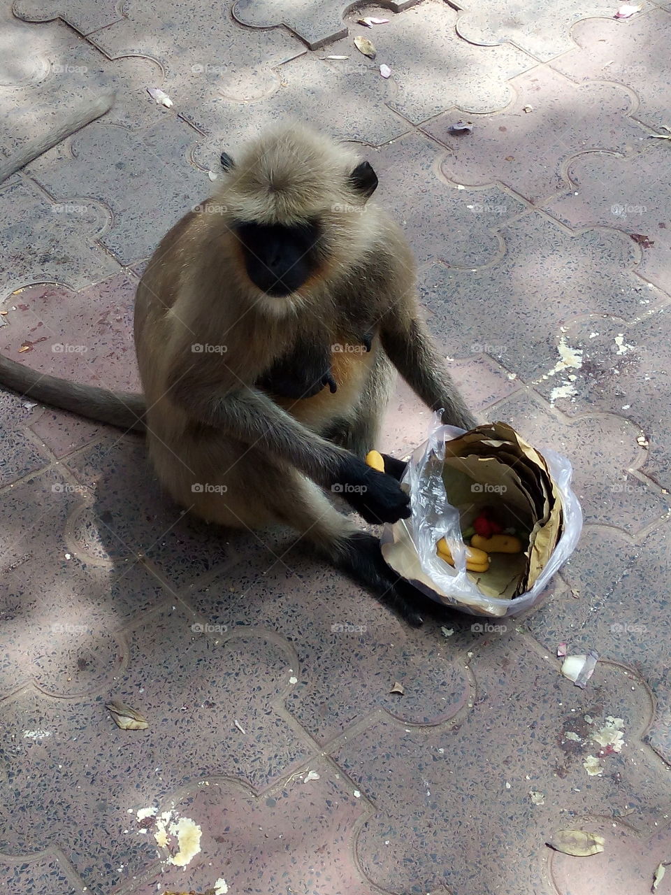 Monkey eating food on street