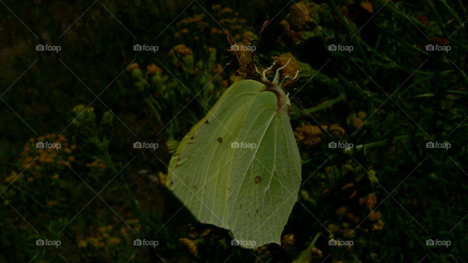 Schmetterling auf einer Blume